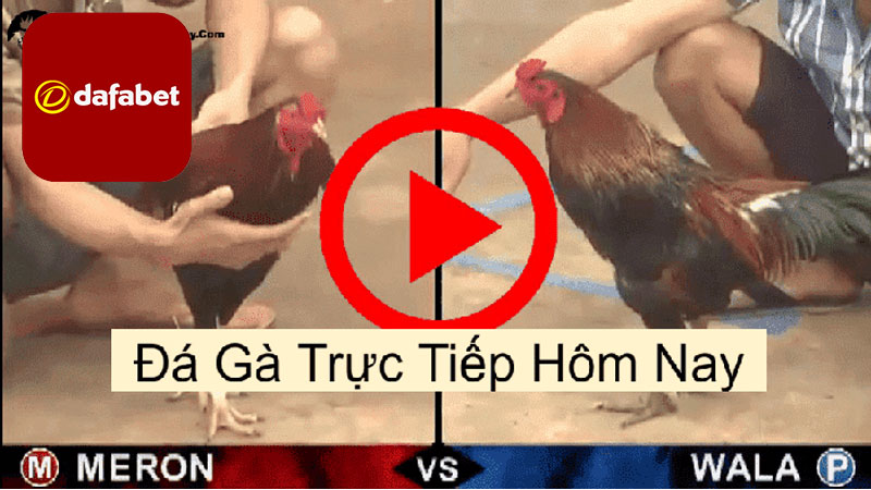 Vài điều cần chú ý khi tham gia đá gà trực tiếp c1